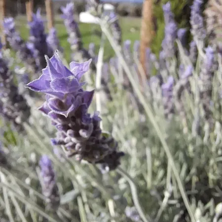 Apartamento Pédebicho Serra Da Arrábida Country Inn&studios *